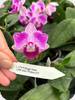 Phal. (Sogo Vivien x Little Gem Stripe) ES